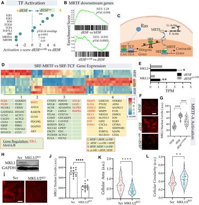 Paracrine HB-EGF signaling reduce enhanced contractile and energetic state of activated decidual fibroblasts by rebalancing SRF-MRTF-TCF transcriptional axis